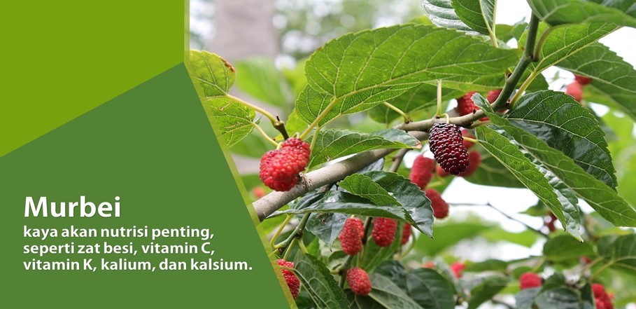 Ragam Khasiat Murbei